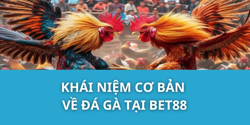 Khái Niệm Cơ Bản Về Đá Gà Tại Bet88