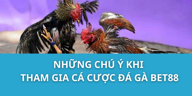 Những Chú Ý Khi Tham Gia Cá Cược Đá Gà Bet88