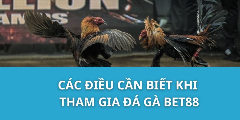 Các Điều Cần Biết Khi Tham Gia Đá Gà Bet88